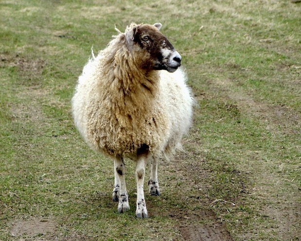 sheep